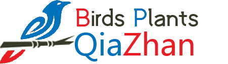 qiazhan.com